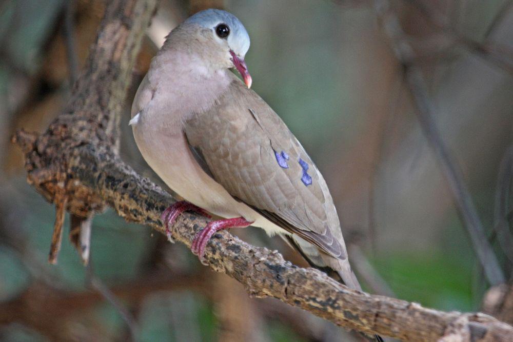蓝斑森鸠 / Blue-spotted Wood Dove / Turtur afer