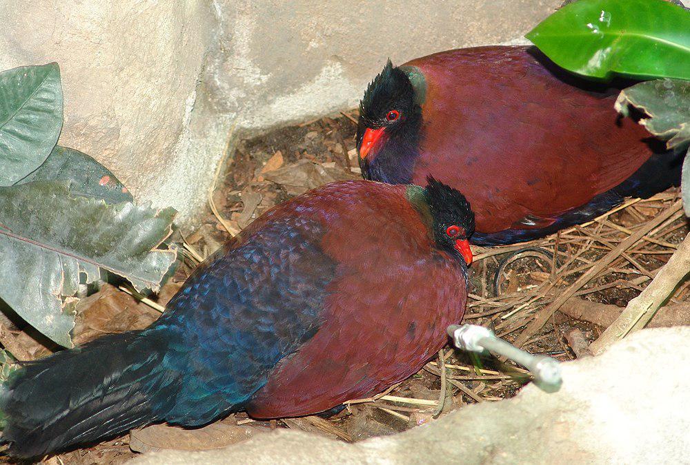 雉鸠 / Pheasant Pigeon / Otidiphaps nobilis
