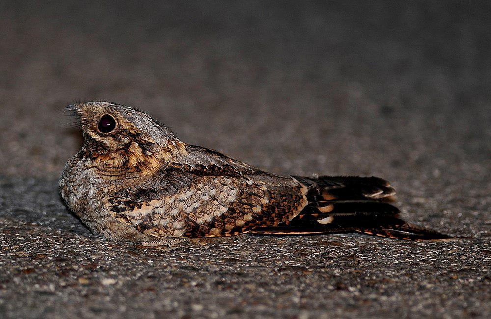 红颈夜鹰 / Red-necked Nightjar / Caprimulgus ruficollis