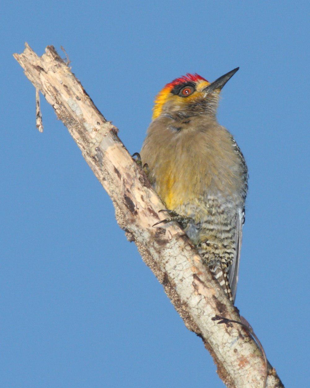 金颊啄木鸟 / Golden-cheeked Woodpecker / Melanerpes chrysogenys