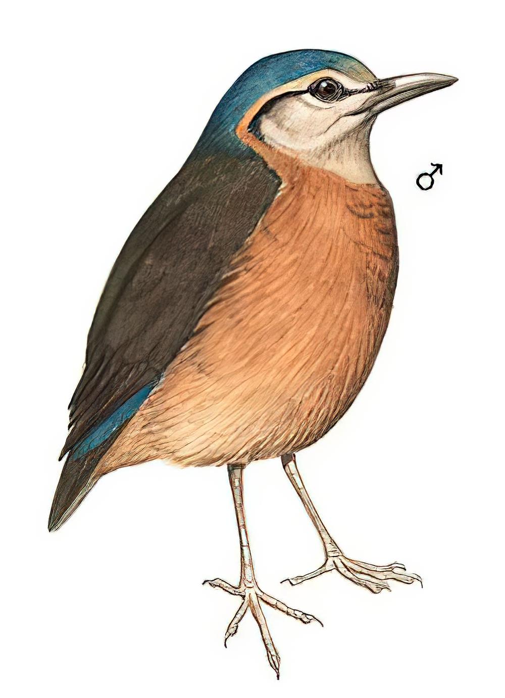 蓝背八色鸫 / Blue-rumped Pitta / Hydrornis soror