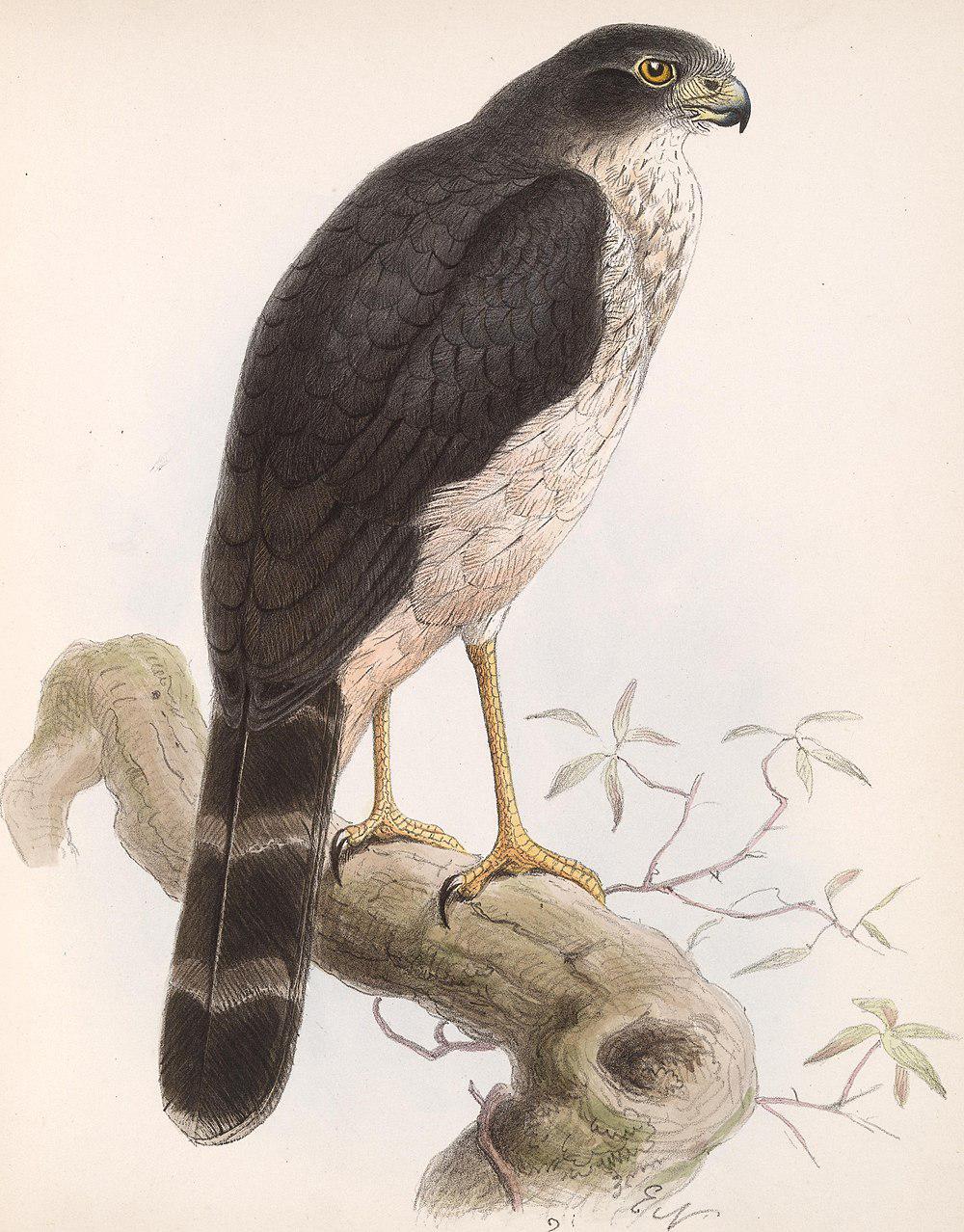 灰背林隼 / Slaty-backed Forest Falcon / Micrastur mirandollei