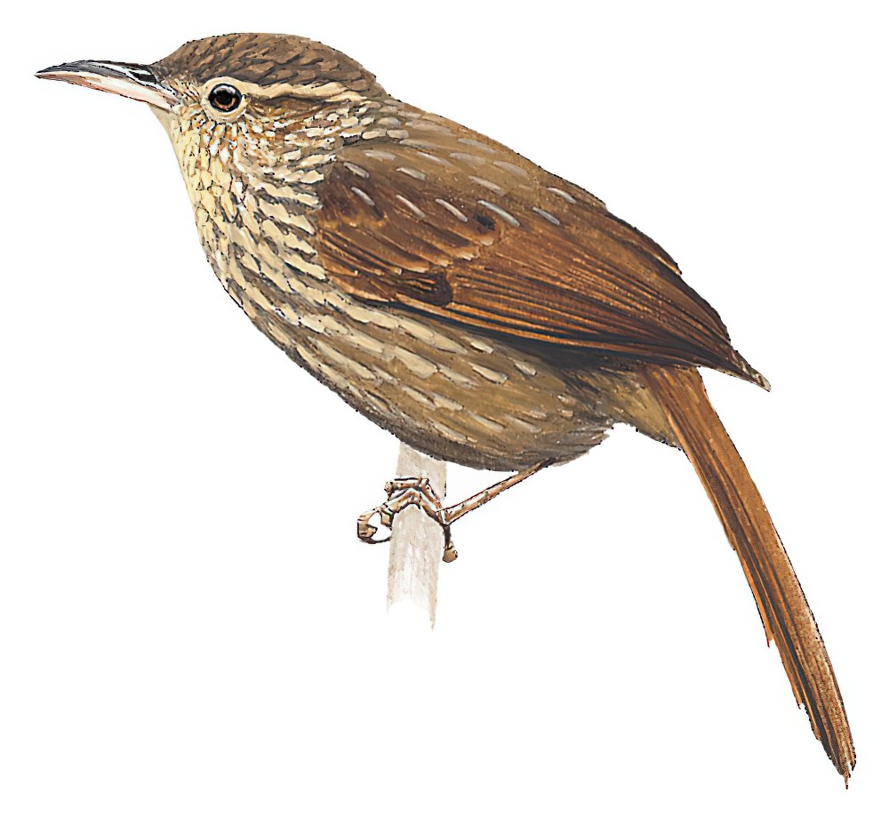锈翅斑尾雀 / Rusty-winged Barbtail / Premnornis guttuliger