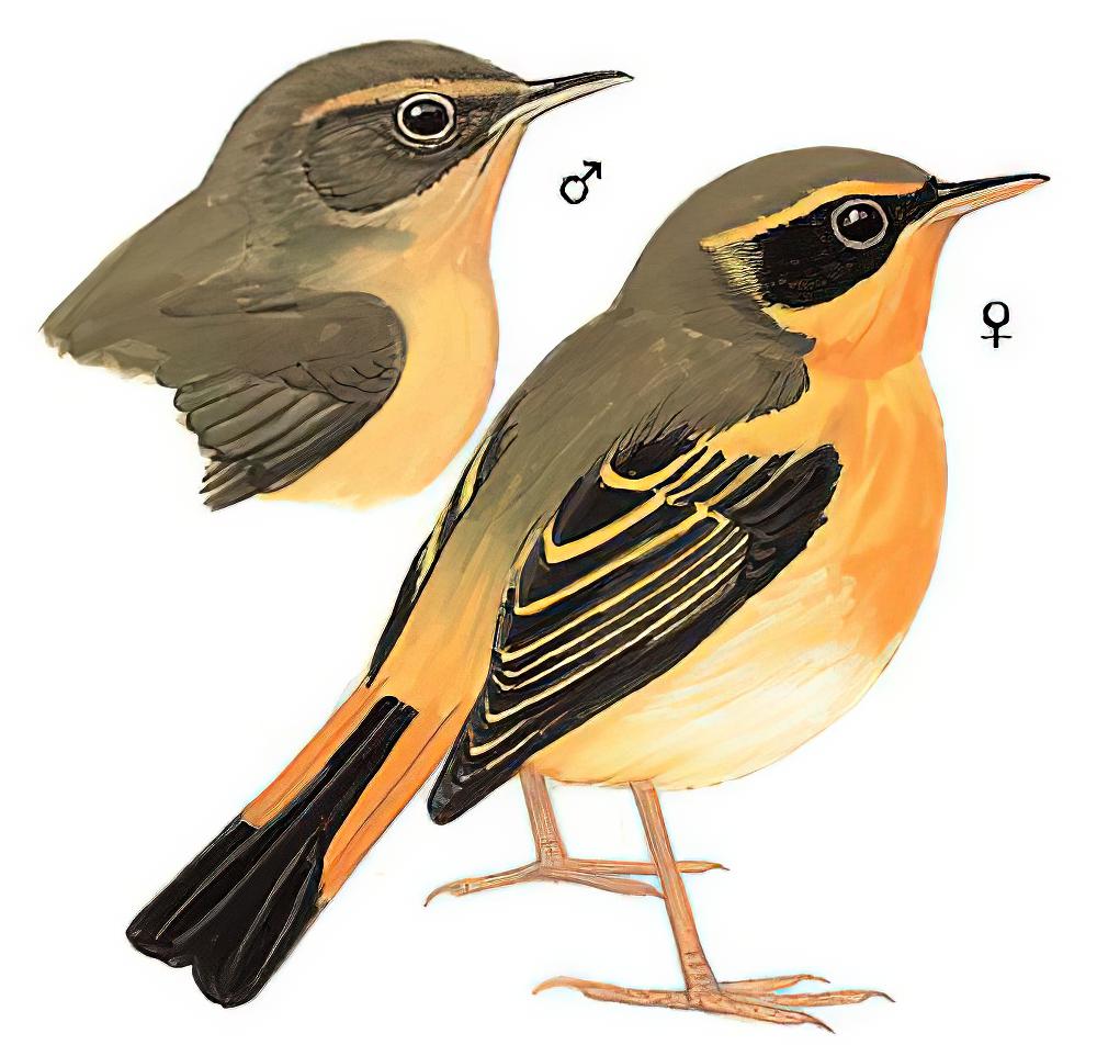 金色林鸲 / Golden Bush Robin / Tarsiger chrysaeus