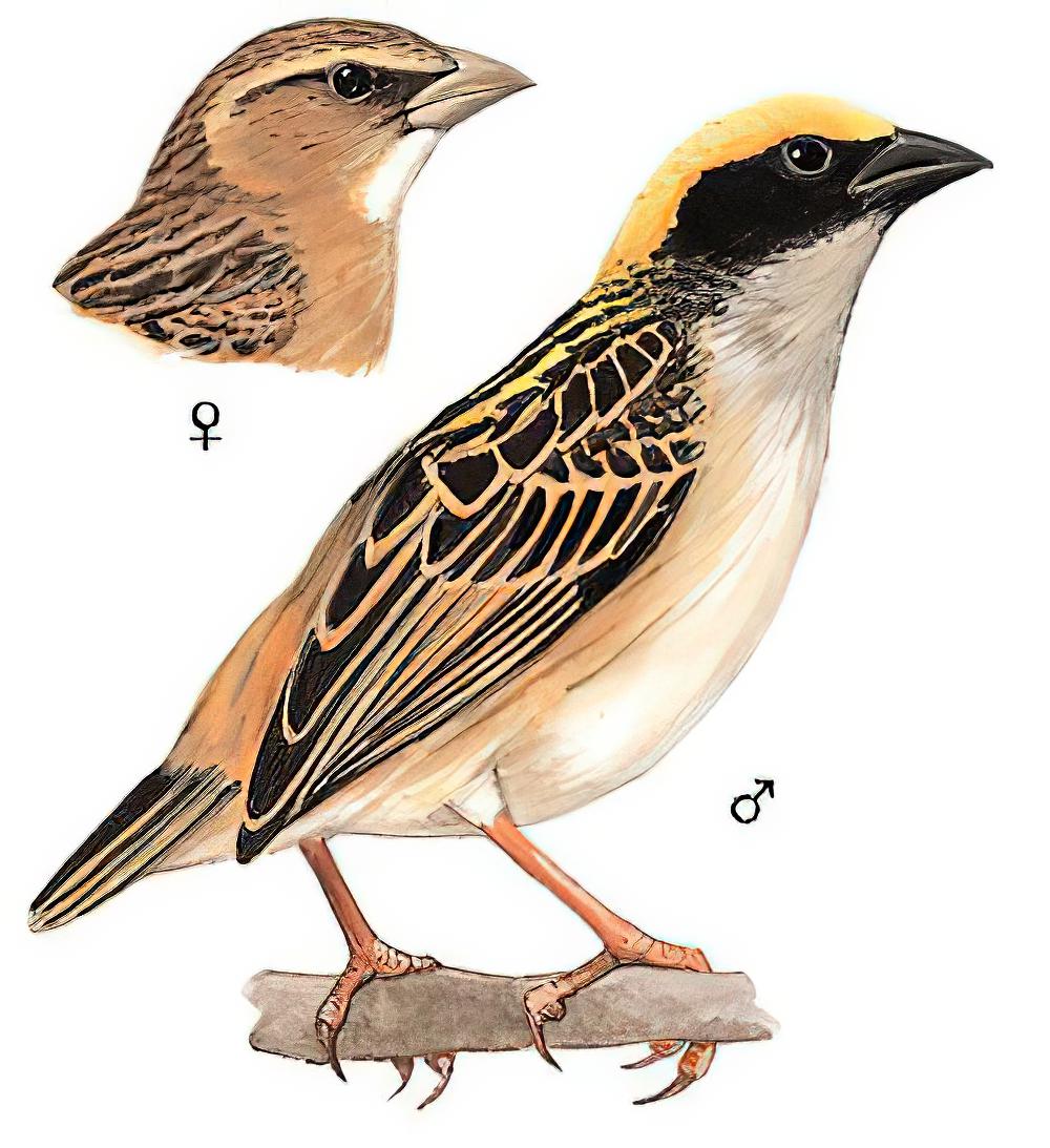 黄胸织雀 / Baya Weaver / Ploceus philippinus
