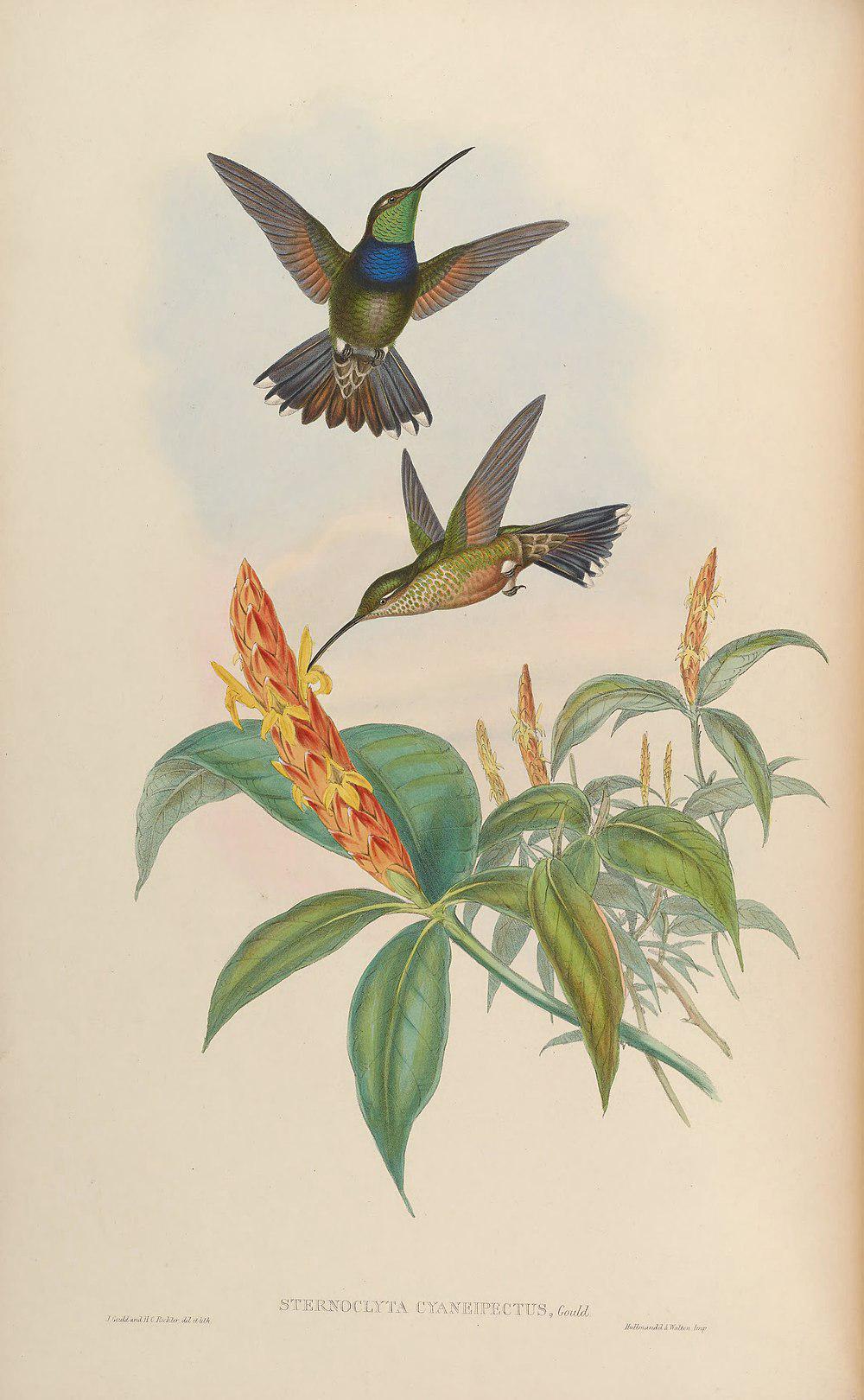 紫罗兰胸蜂鸟 / Violet-chested Hummingbird / Sternoclyta cyanopectus