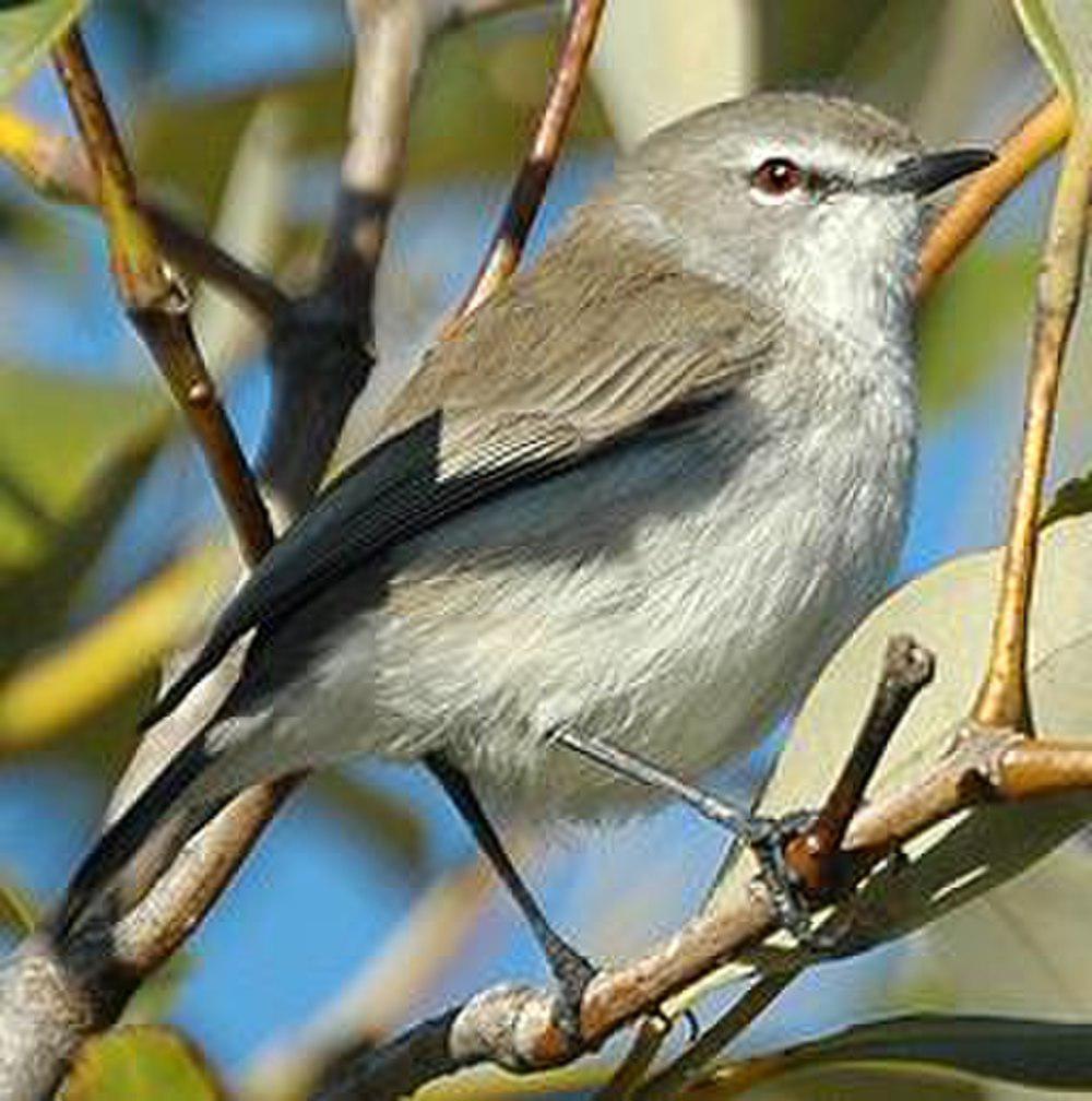 棕胸噪刺莺 / Mangrove Gerygone / Gerygone levigaster