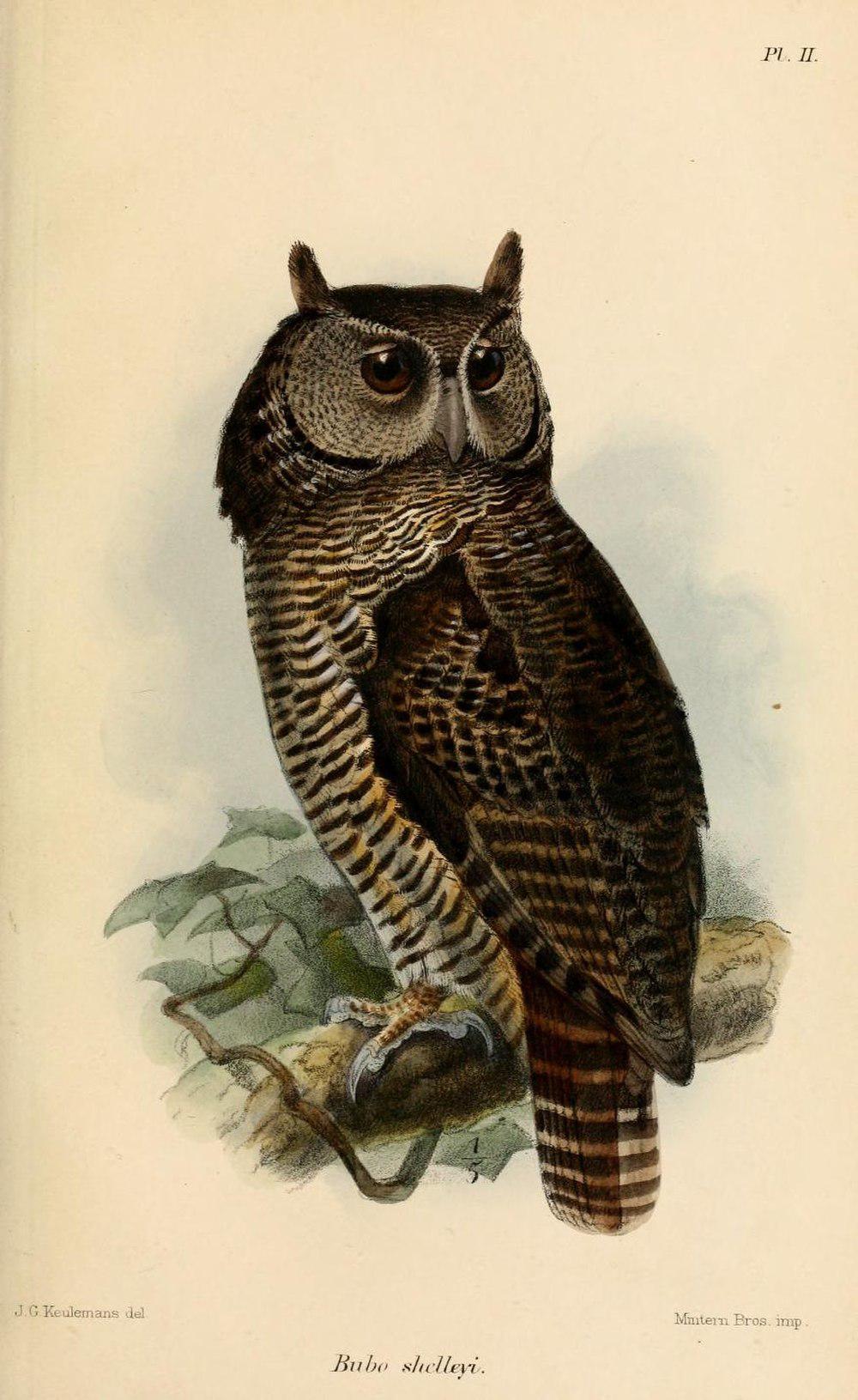 横斑雕鸮 / Shelley\'s Eagle-Owl / Bubo shelleyi