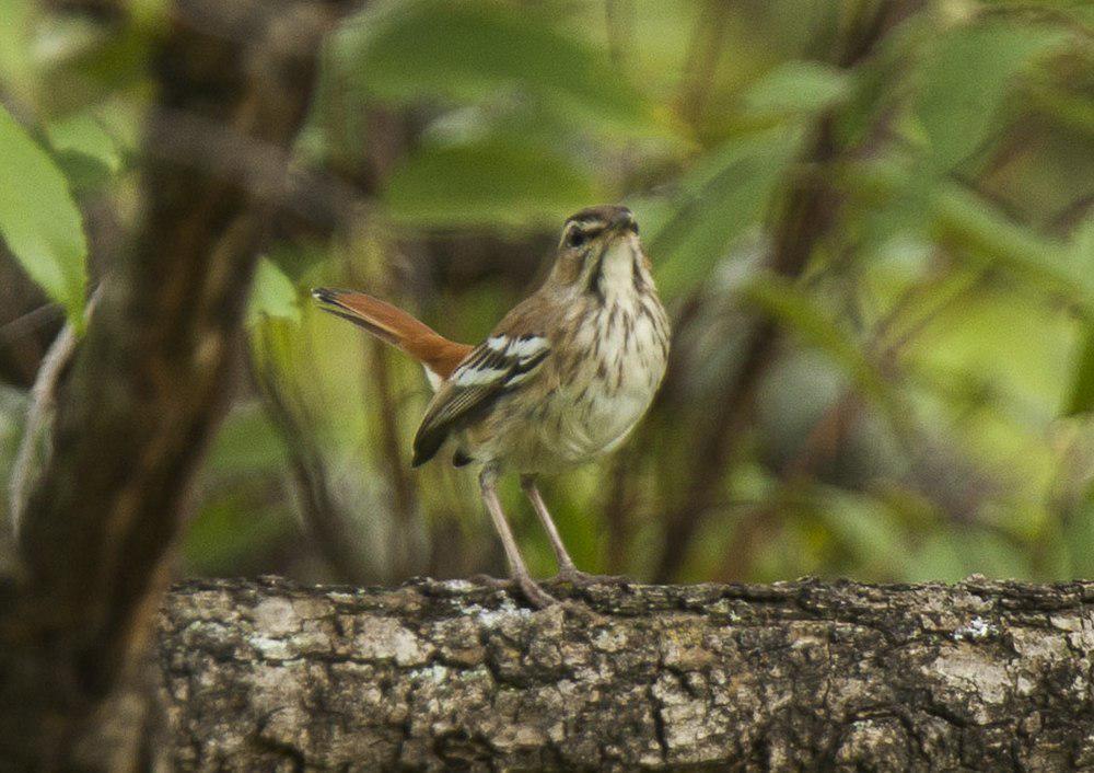 褐背薮鸲 / Brown-backed Scrub Robin / Cercotrichas hartlaubi