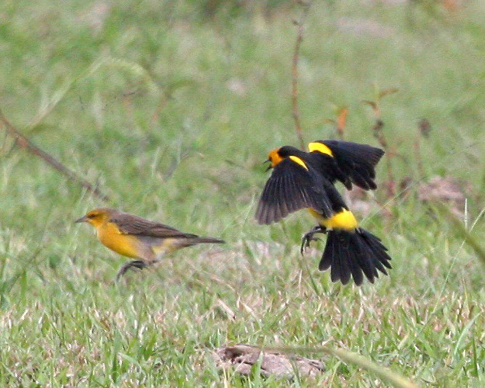 橙头黑鹂 / Saffron-cowled Blackbird / Xanthopsar flavus