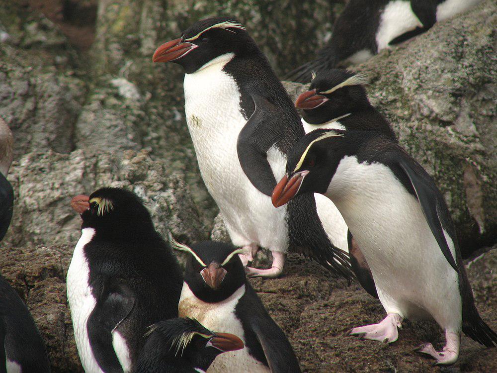 斯岛黄眉企鹅 / Snares Penguin / Eudyptes robustus