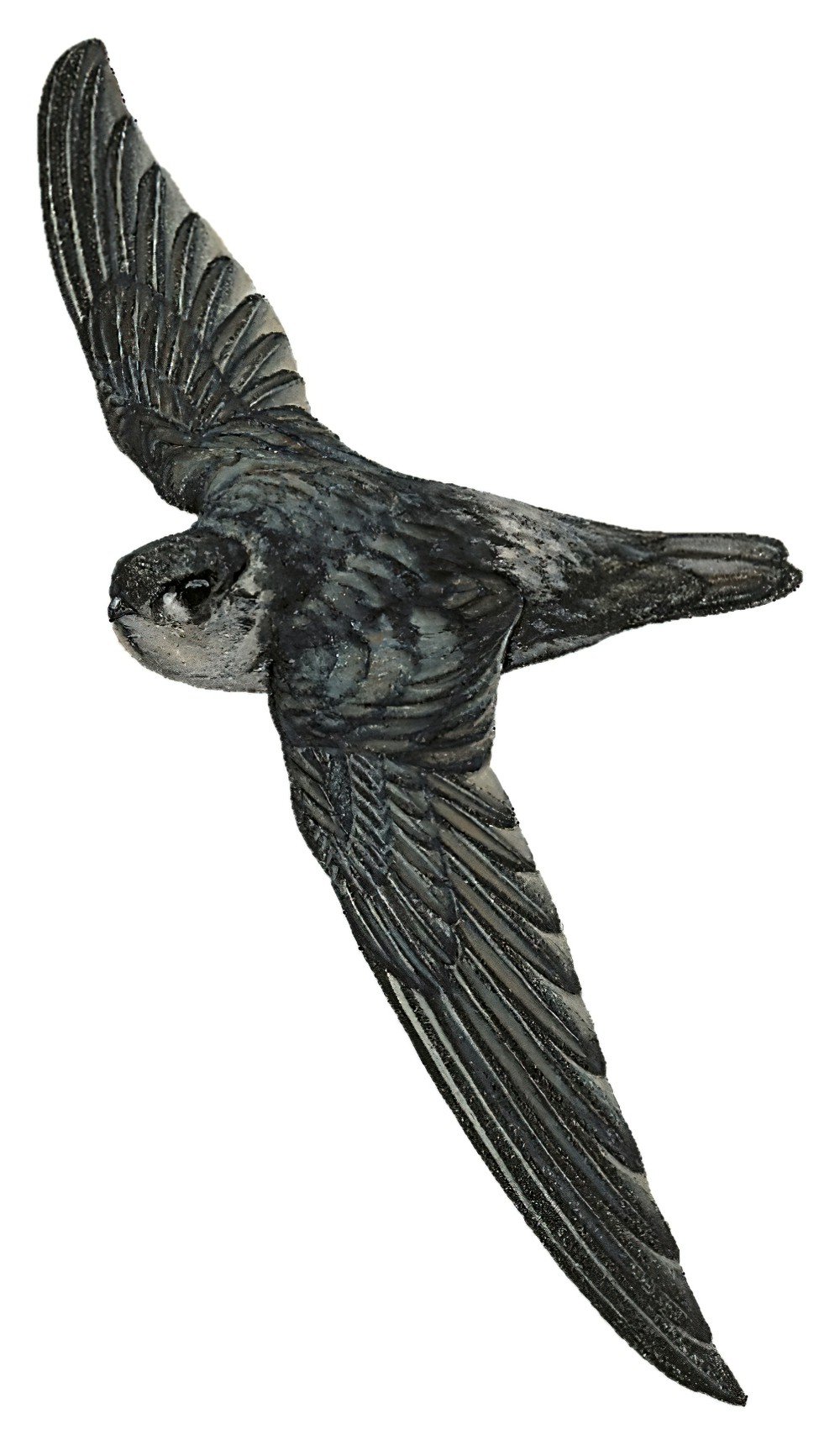 摩鹿加金丝燕 / Halmahera Swiftlet / Aerodramus infuscatus