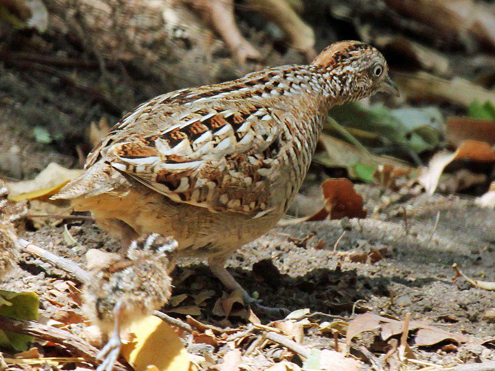 马岛三趾鹑 / Madagascan Buttonquail / Turnix nigricollis