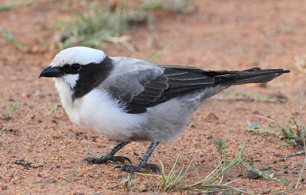 白顶林鵙 / Southern White-crowned Shrike / Eurocephalus anguitimens