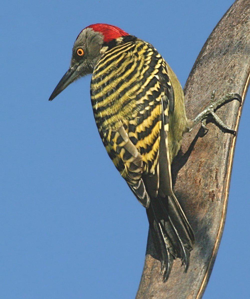 拉美啄木鸟 / Hispaniolan Woodpecker / Melanerpes striatus