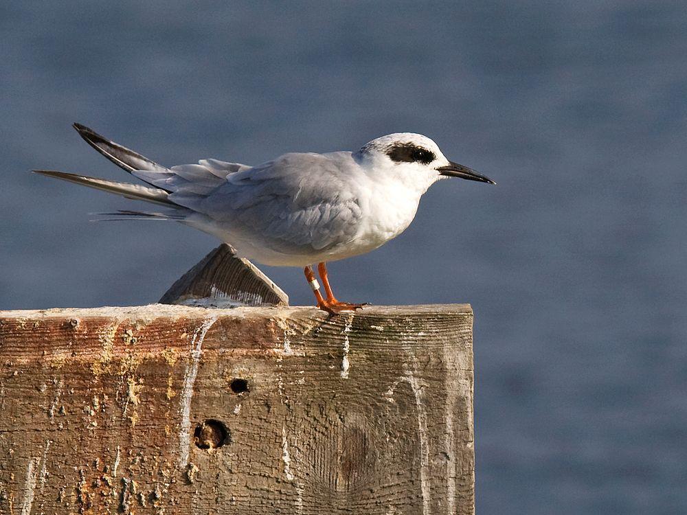 弗氏燕鸥 / Forster\'s Tern / Sterna forsteri