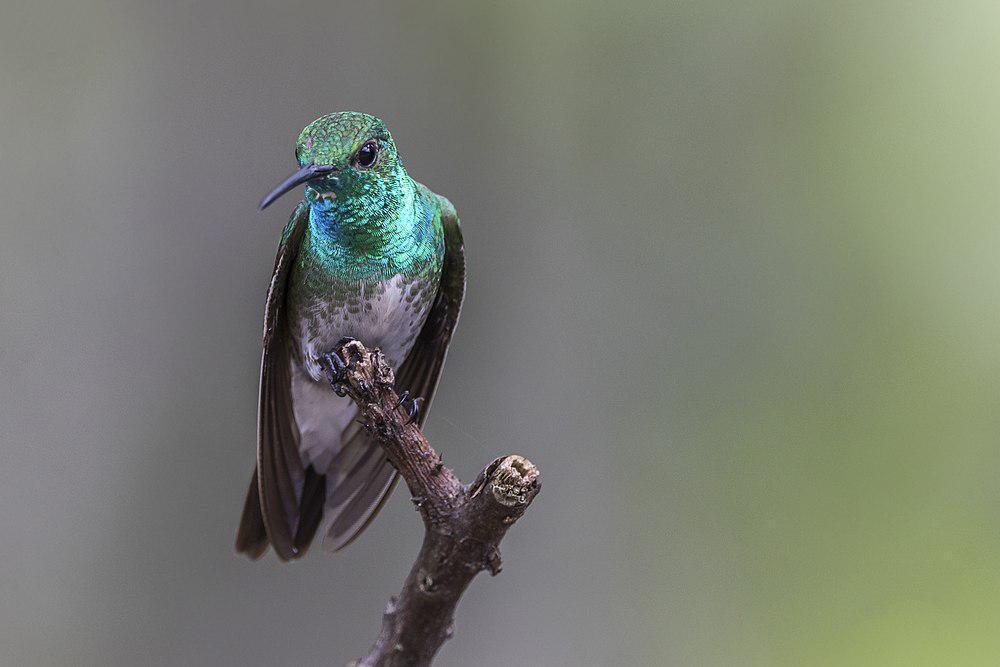 红树林蜂鸟 / Mangrove Hummingbird / Amazilia boucardi