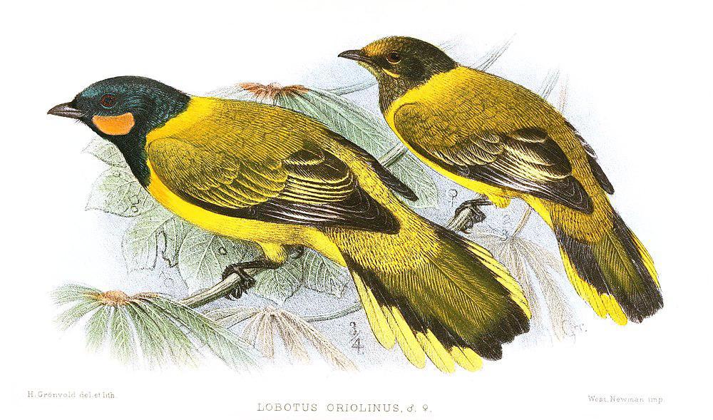 鹂鹃鵙 / Eastern Wattled Cuckooshrike / Lobotos oriolinus
