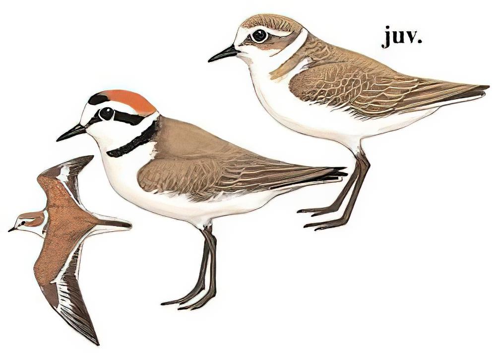 环颈鸻 / Kentish Plover / Charadrius alexandrinus