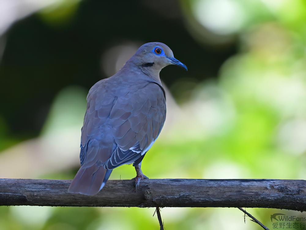 白翅哀鸽 / White-winged Dove / Zenaida asiatica