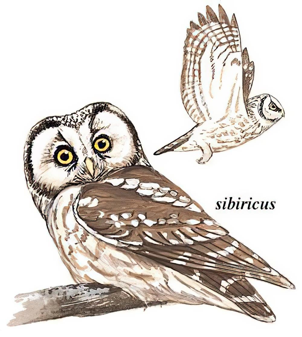 鬼鸮 / Boreal Owl / Aegolius funereus