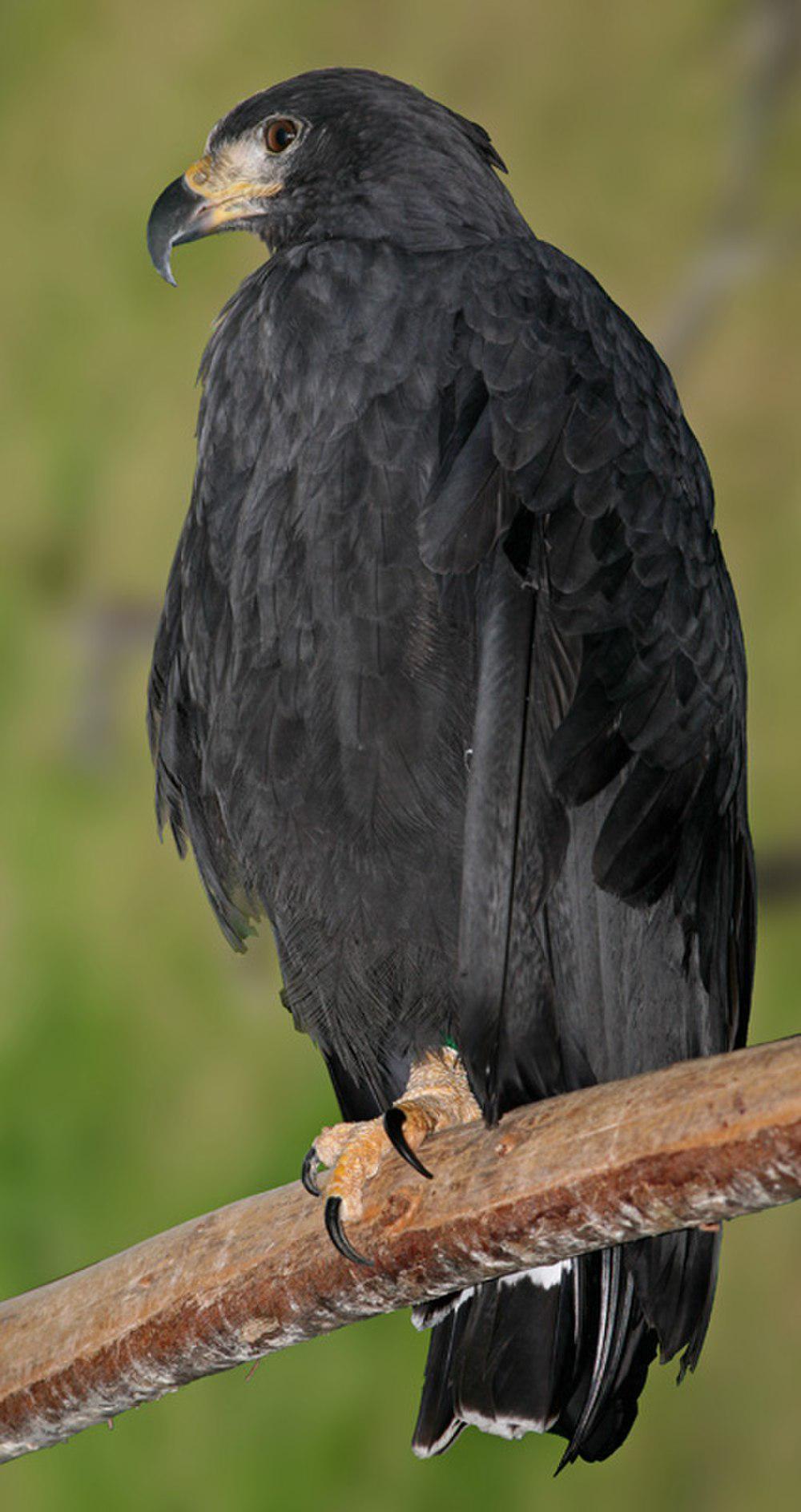 孤冕雕 / Solitary Eagle / Buteogallus solitarius