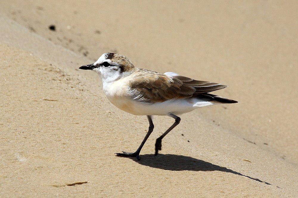 白额沙鸻 / White-fronted Plover / Charadrius marginatus