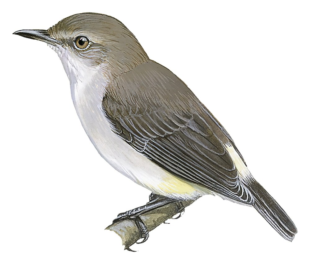 黄臀孤莺 / Yellow-vented Eremomela / Eremomela flavicrissalis