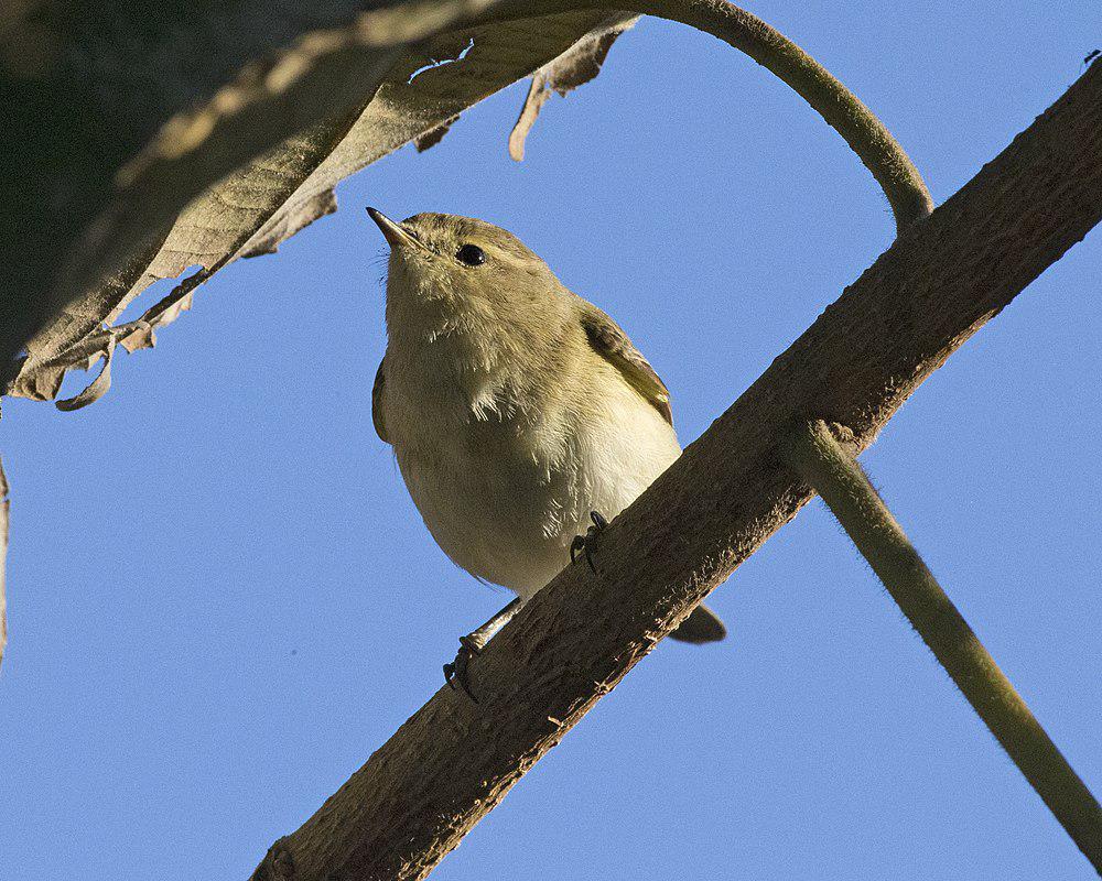 褐林柳莺 / Brown Woodland Warbler / Phylloscopus umbrovirens