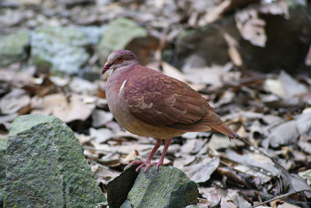 红鹑鸠 / Ruddy Quail-Dove / Geotrygon montana