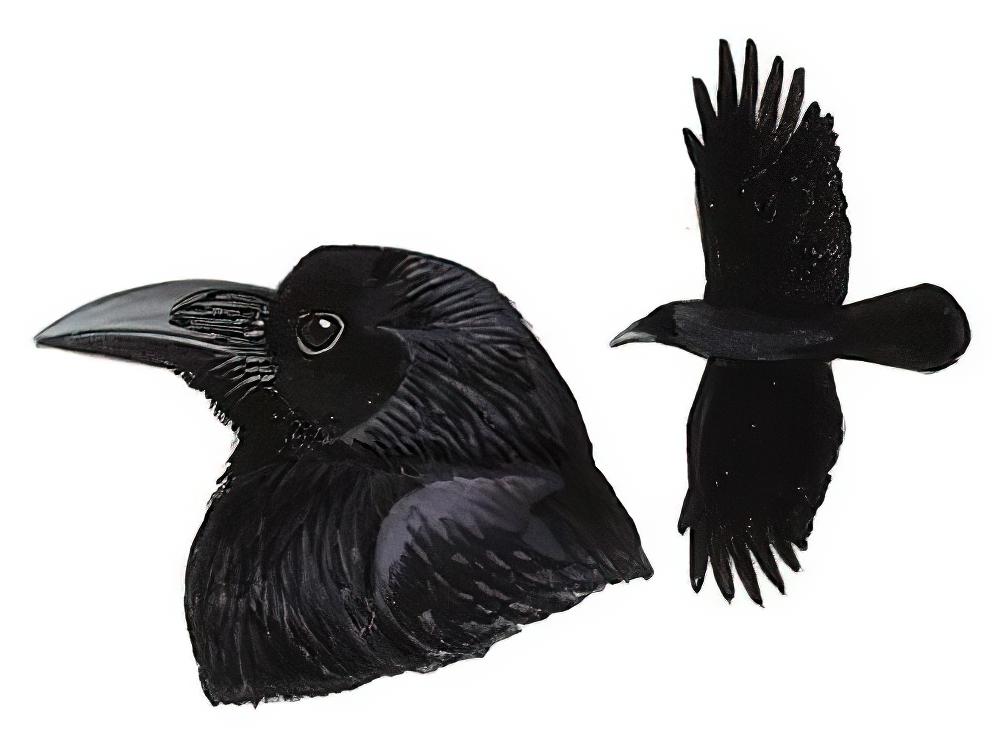 大嘴乌鸦 / Large-billed Crow / Corvus macrorhynchos