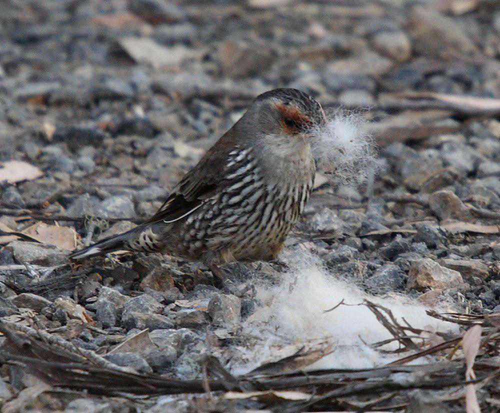 红眉短嘴旋木雀 / Red-browed Treecreeper / Climacteris erythrops