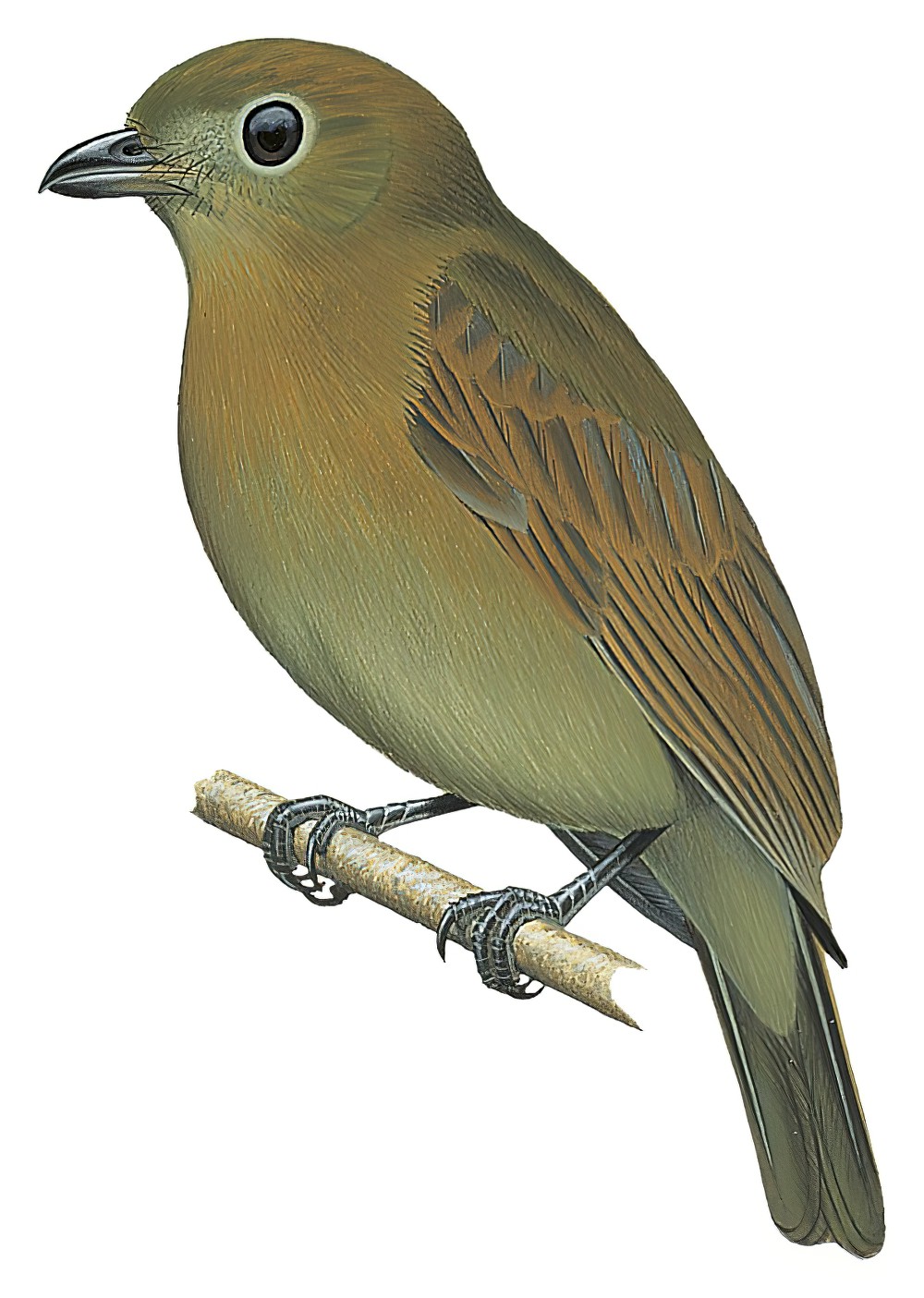 黄翅霸鹟 / Russet-winged Schiffornis / Schiffornis stenorhyncha