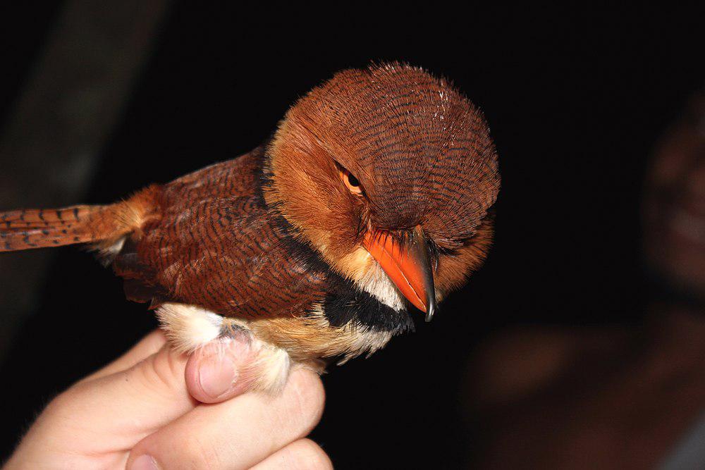 领蓬头䴕 / Collared Puffbird / Bucco capensis