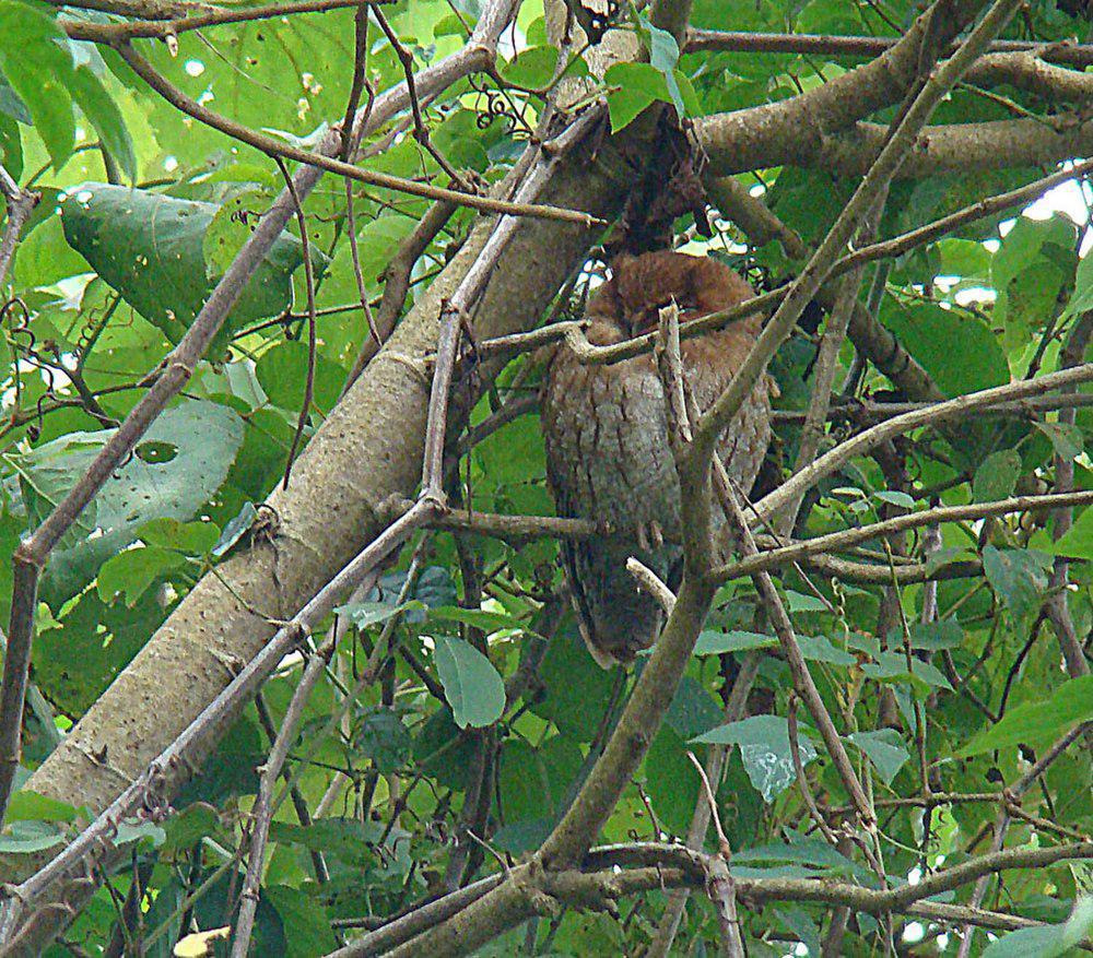 圣玛尔塔角鸮 / Santa Marta Screech Owl / Megascops gilesi