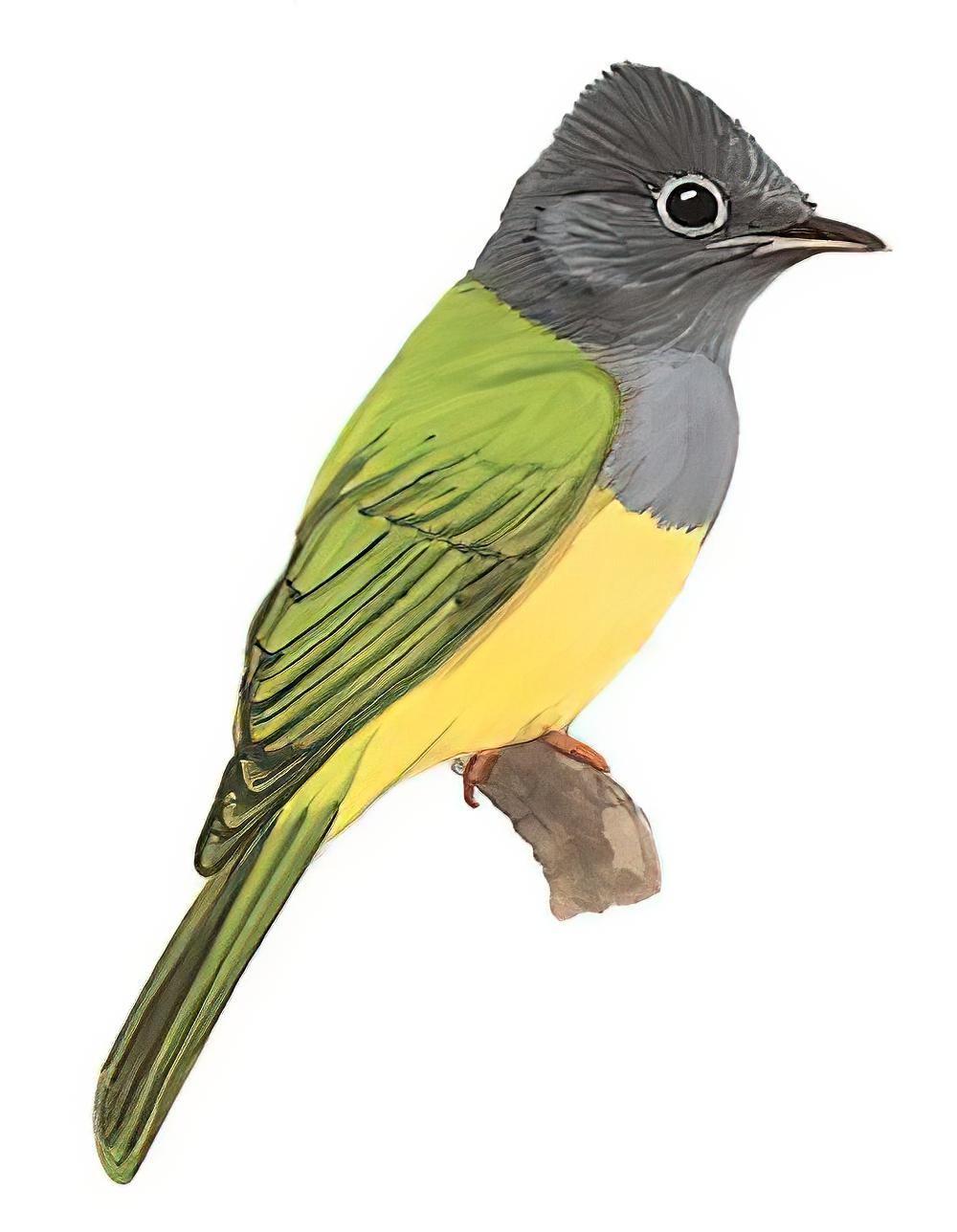 方尾鹟 / Grey-headed Canary-flycatcher / Culicicapa ceylonensis