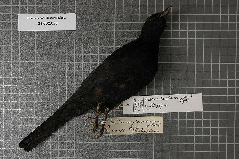 菲律宾黑鹃鵙 / Blackish Cuckooshrike / Edolisoma coerulescens