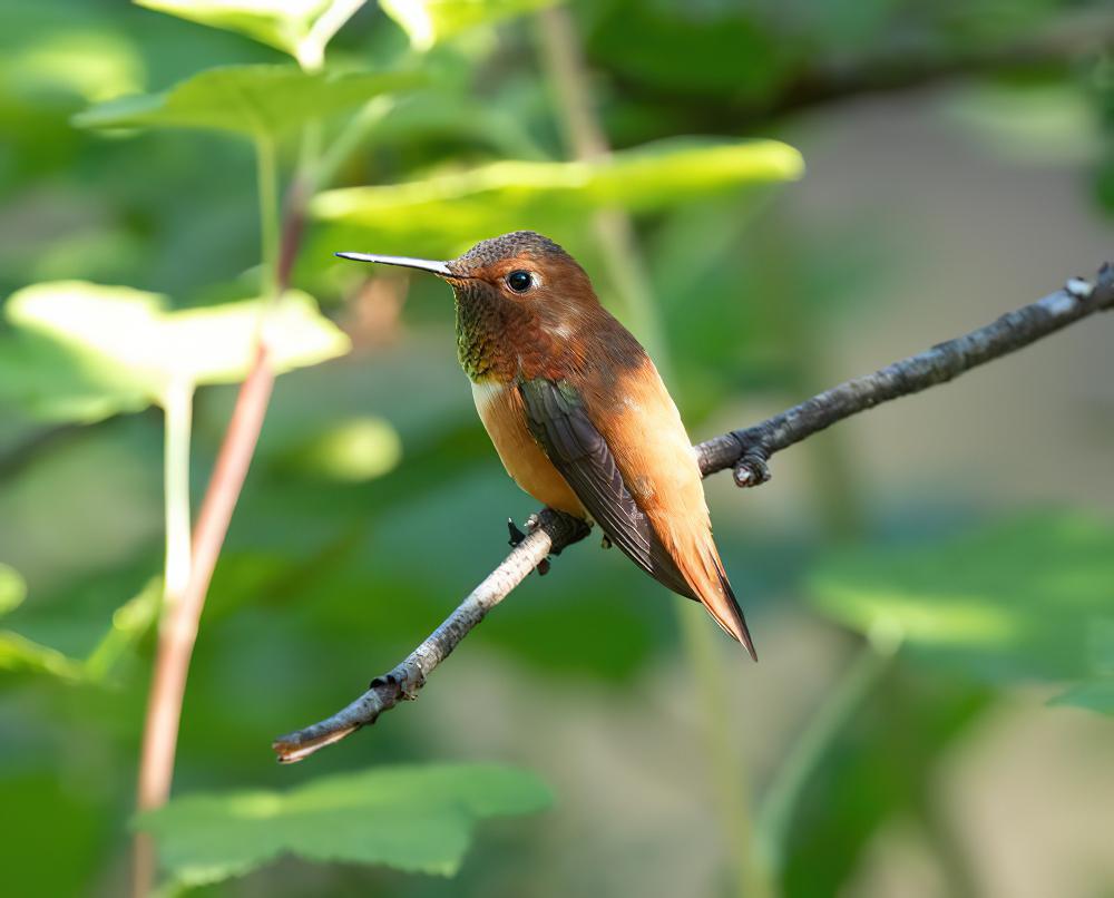 棕煌蜂鸟 / Rufous Hummingbird / Selasphorus rufus