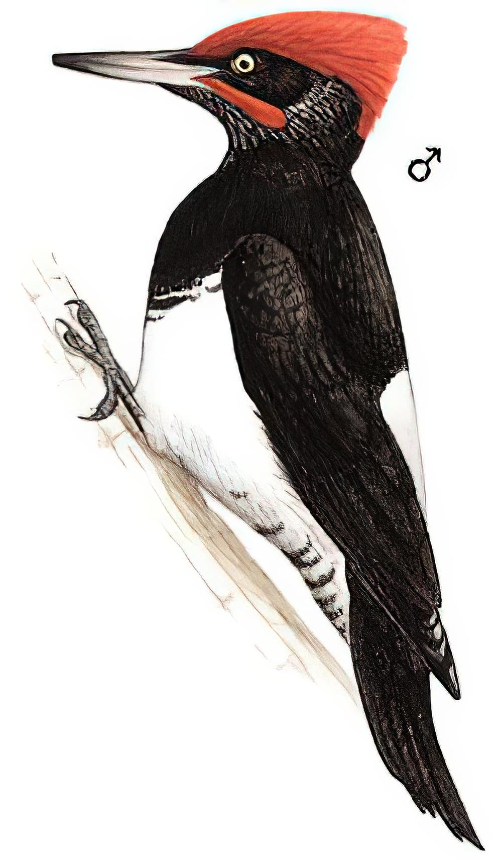 白腹黑啄木鸟 / White-bellied Woodpecker / Dryocopus javensis