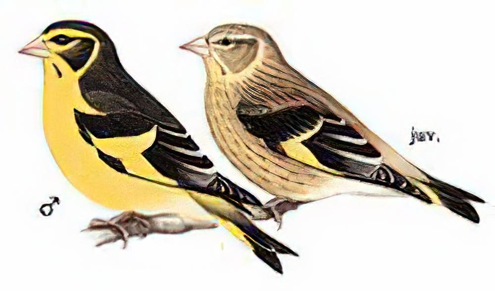 高山金翅[雀] / Yellow-breasted Greenfinch