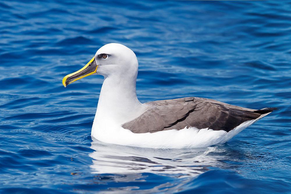 新西兰信天翁 / Buller\'s Albatross / Thalassarche bulleri