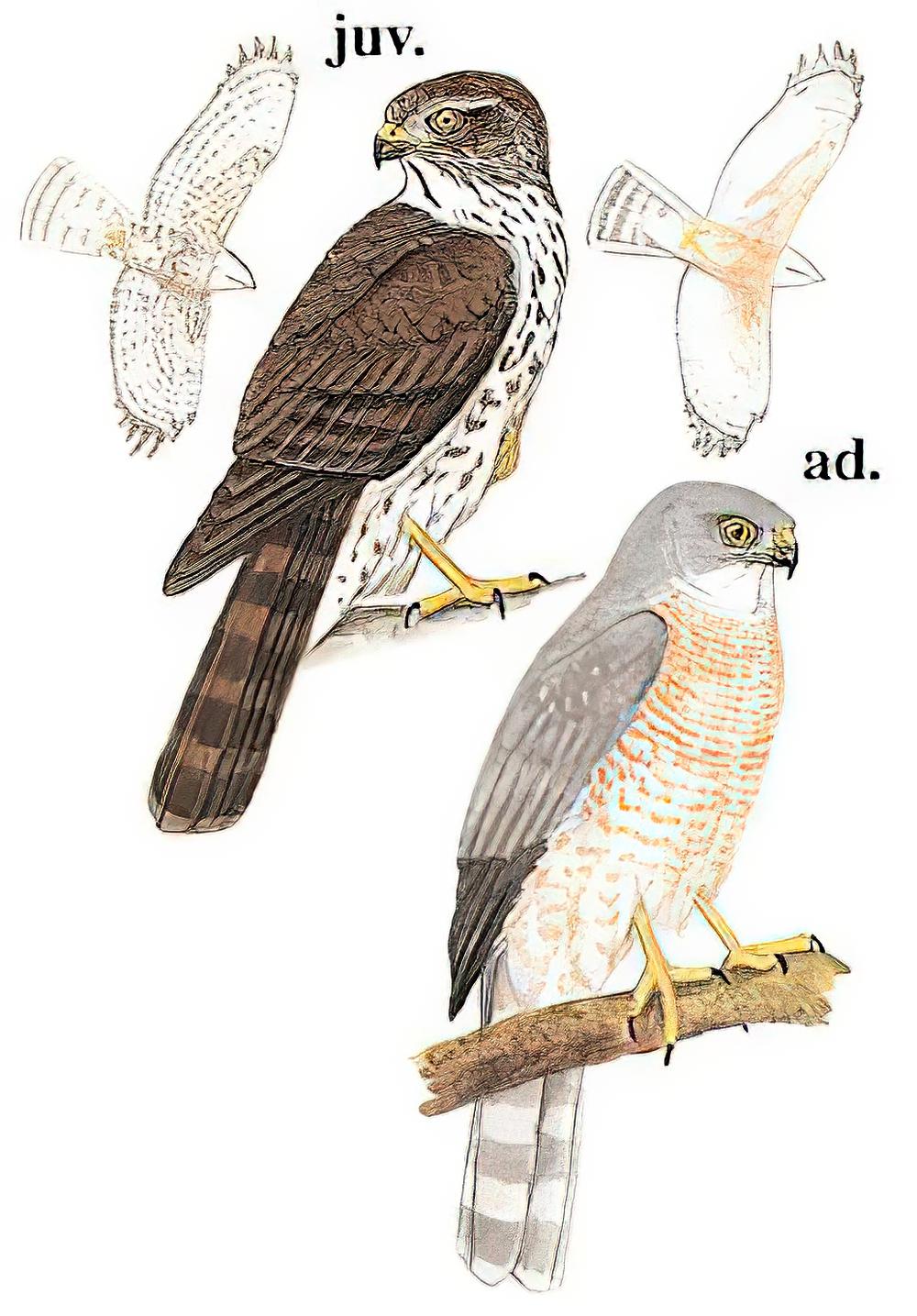 褐耳鹰 / Shikra / Accipiter badius