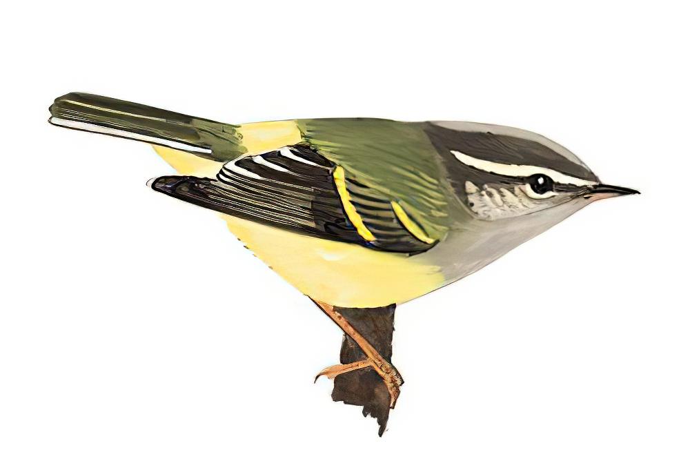 灰喉柳莺 / Ashy-throated Warbler / Phylloscopus maculipennis