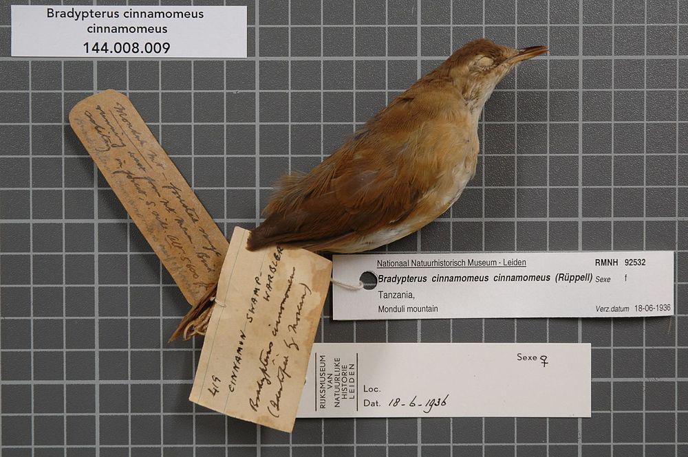 桂红短翅莺 / Cinnamon Bracken Warbler / Bradypterus cinnamomeus