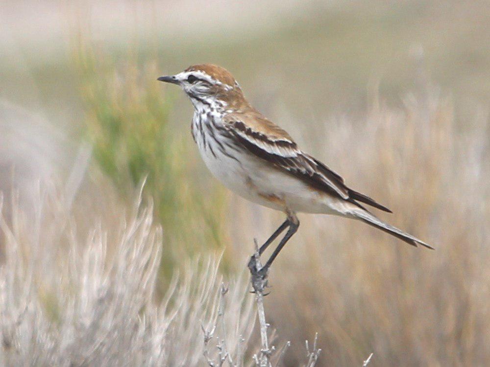 锈背蒙霸鹟 / Rusty-backed Monjita / Xolmis rubetra