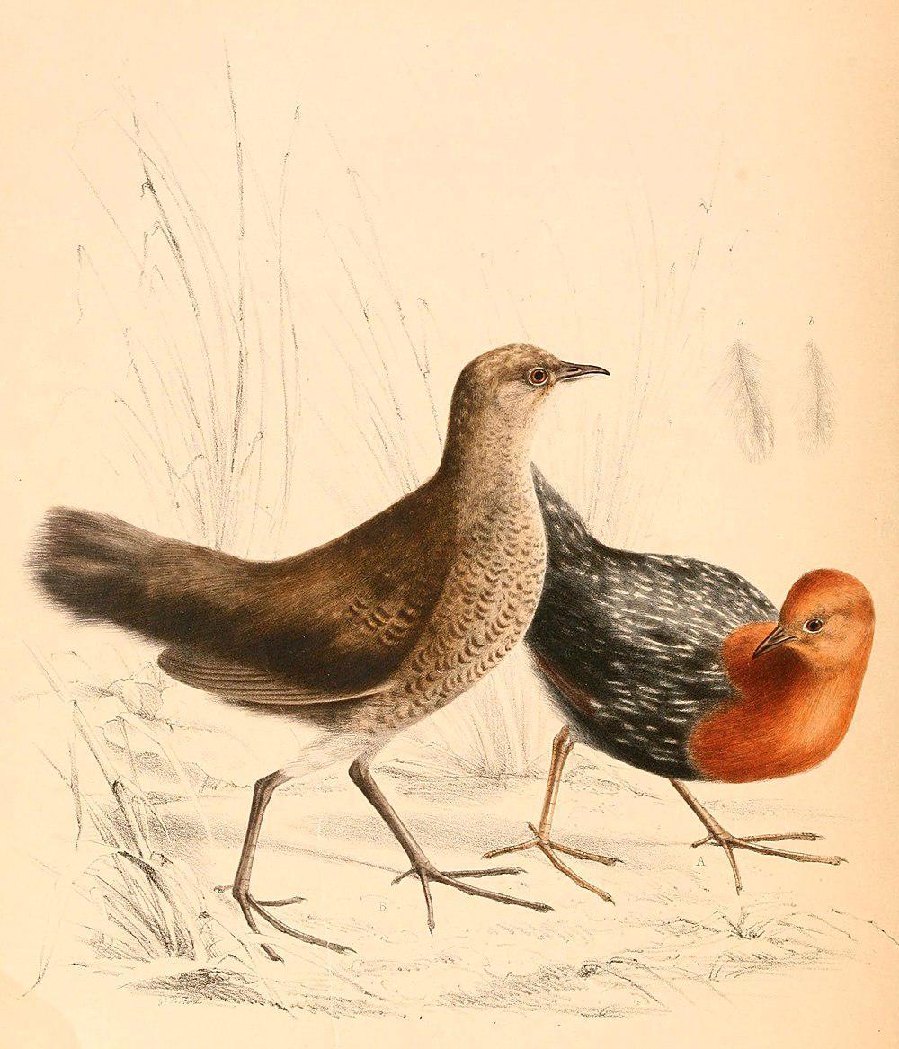 红胸侏秧鸡 / Red-chested Flufftail / Sarothrura rufa