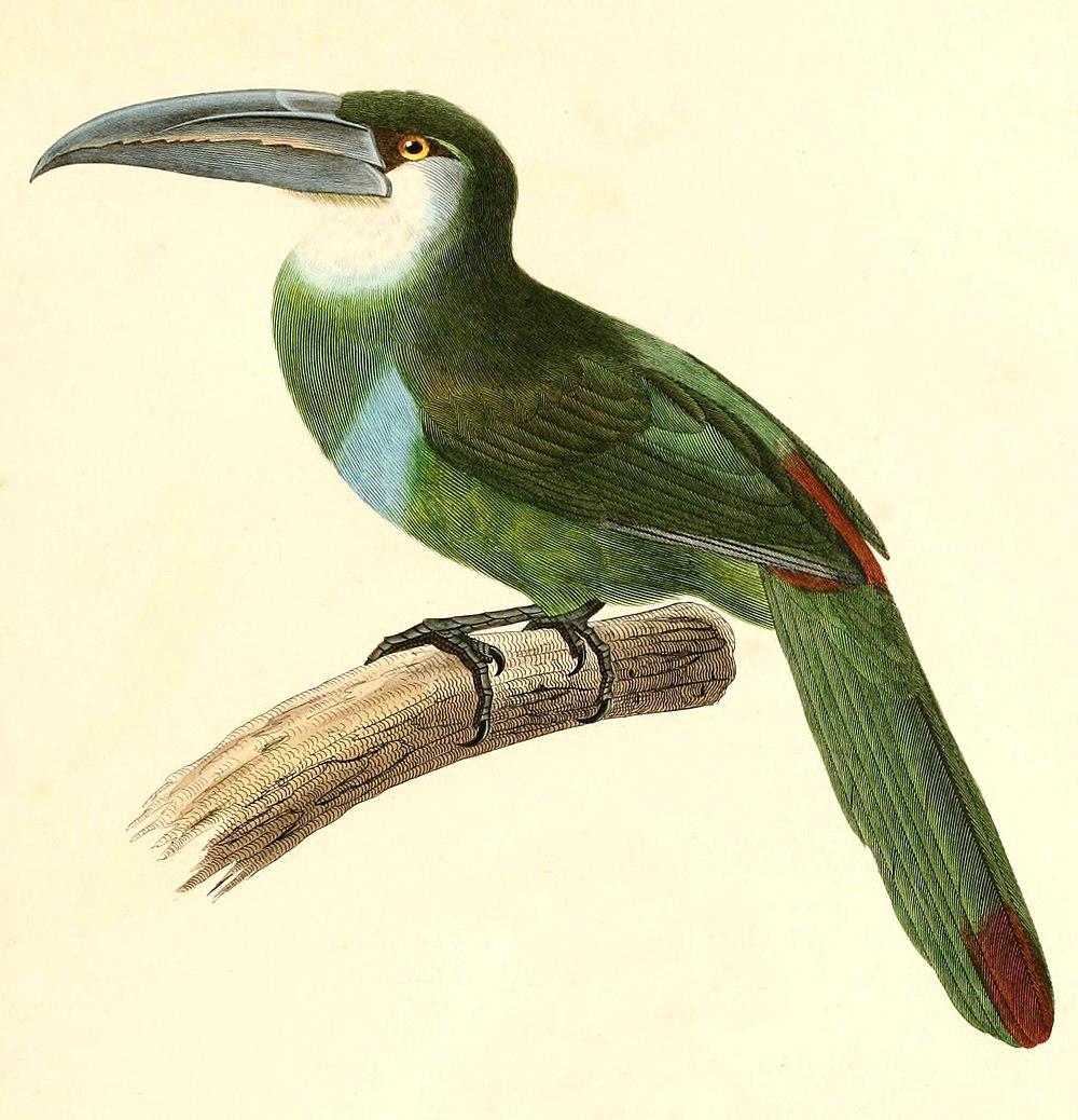 蓝斑巨嘴鸟 / Blue-banded Toucanet / Aulacorhynchus coeruleicinctis