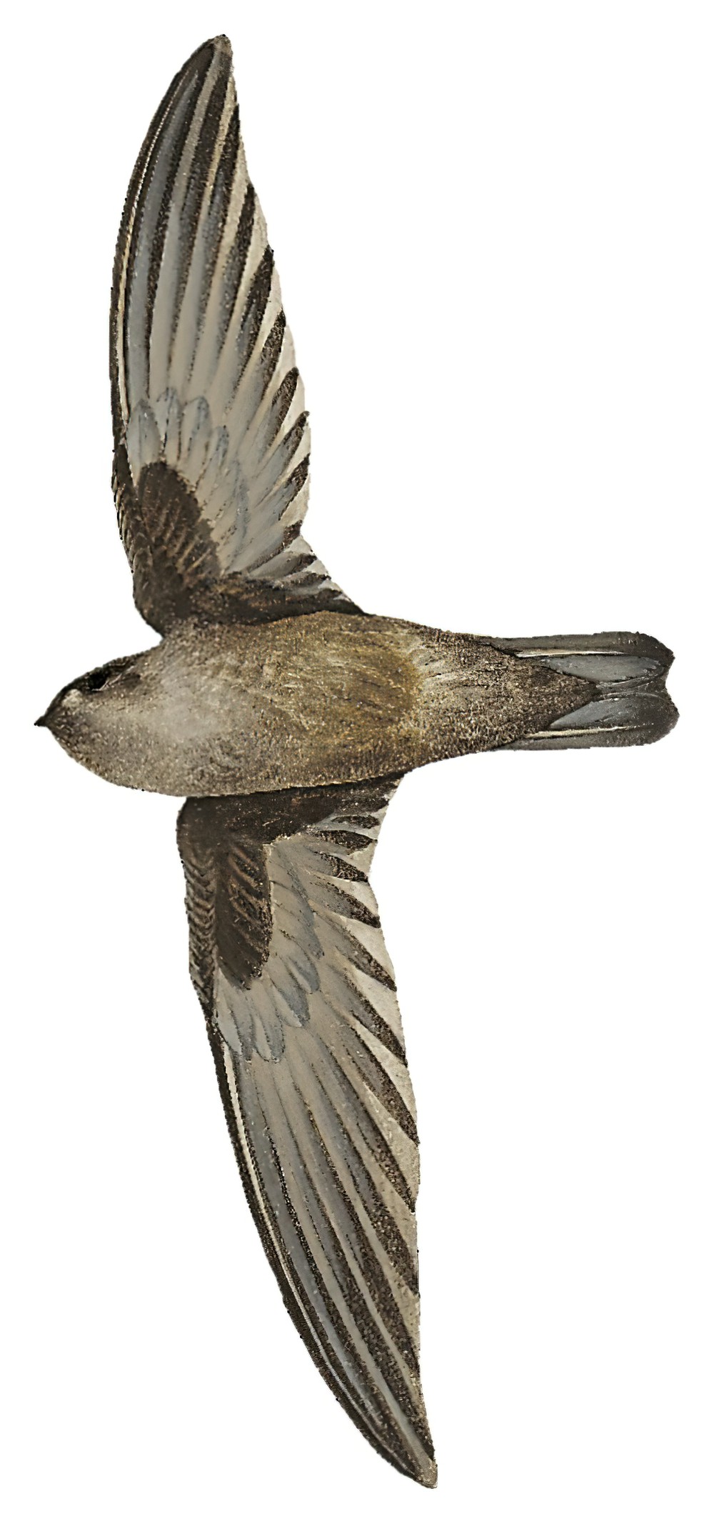 菲律宾金丝燕 / Philippine Swiftlet / Aerodramus mearnsi