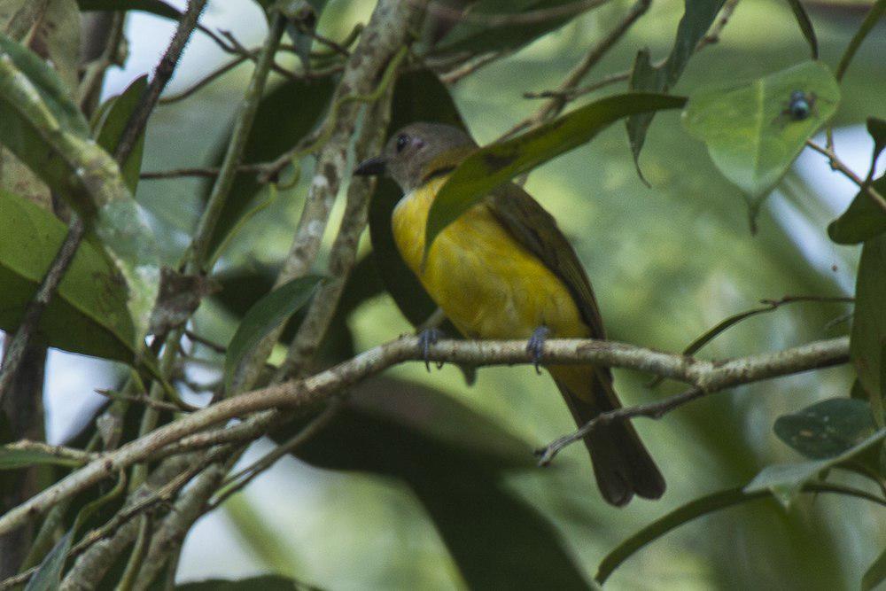 黄腹啸鹟 / Yellow-bellied Whistler / Pachycephala philippinensis