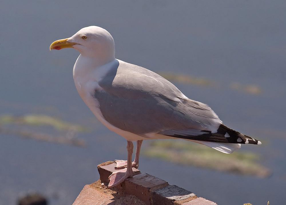 银鸥 / European Herring Gull / Larus argentatus